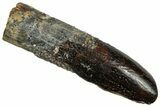 Fossil Sauropod Dinosaur (Titanosaur) Tooth - Morocco #297386-1